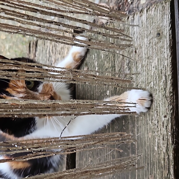 Carnelian semiprecious gemstone angel 3 fingers in height, beautiful markings - Picture 6 of 6
